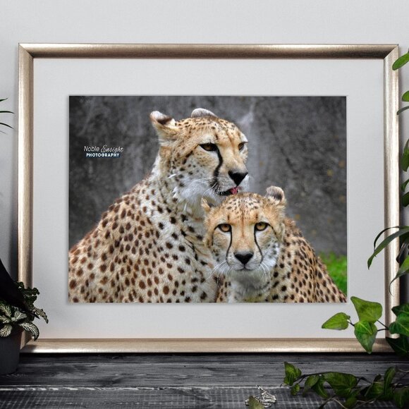 noblecaptures Other - 8x8 or 8x10 Cheetah Love‎ Gorgeous Oil Painting Art Print